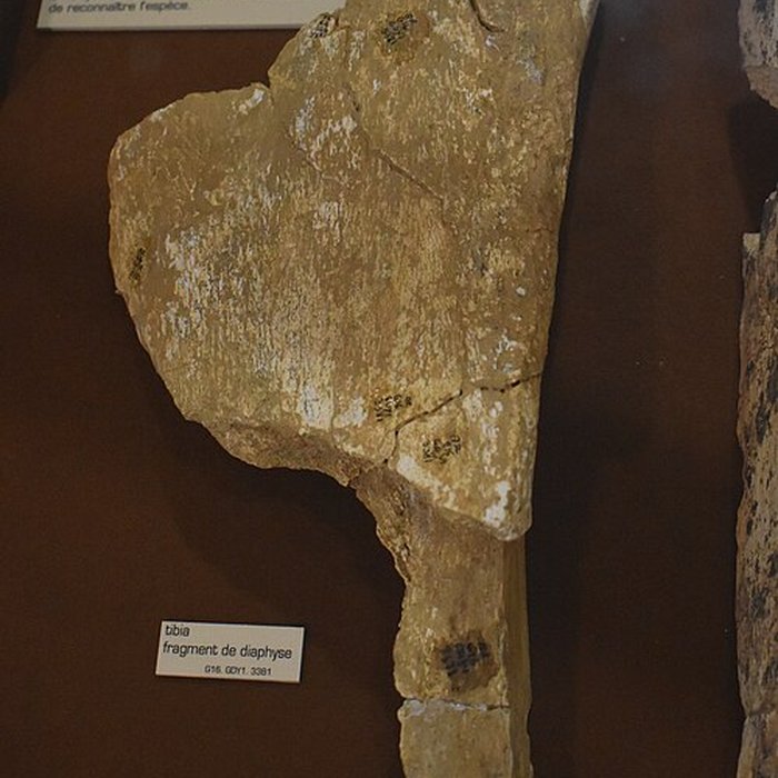 Photo de Musée de Tautavel : Centre européen de la Préhistoire