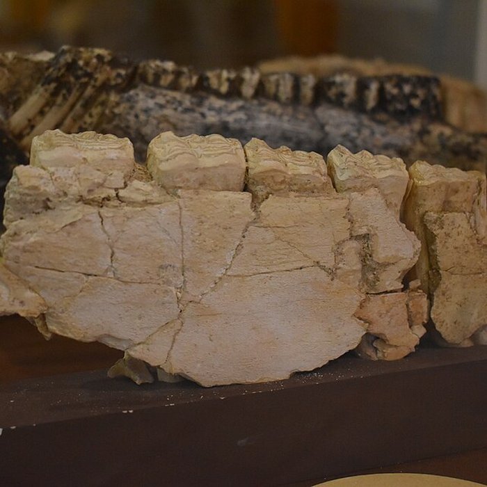 Photo de Musée de Tautavel : Centre européen de la Préhistoire