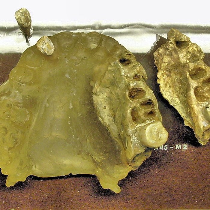 Photo de Musée de Tautavel : Centre européen de la Préhistoire