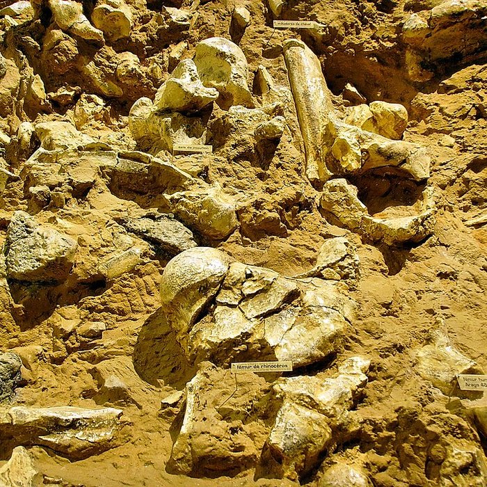 Photo de Musée de Tautavel : Centre européen de la Préhistoire