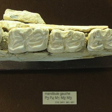 Musée de Tautavel : Centre européen de la Préhistoire