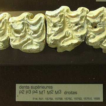 Musée de Tautavel : Centre européen de la Préhistoire