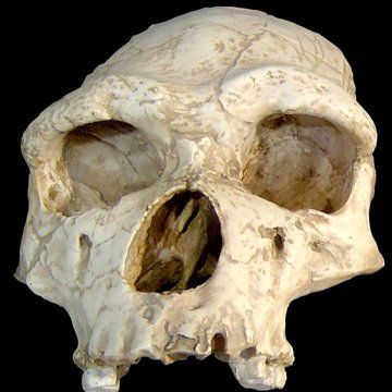 Musée de Tautavel : Centre européen de la Préhistoire