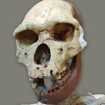 Musée de Tautavel : Centre européen de la Préhistoire