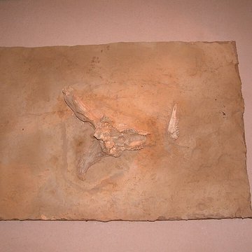 Musée de Tautavel : Centre européen de la Préhistoire