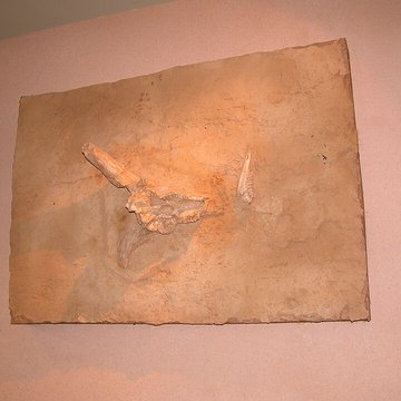 Musée de Tautavel : Centre européen de la Préhistoire