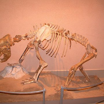 Musée de Tautavel : Centre européen de la Préhistoire