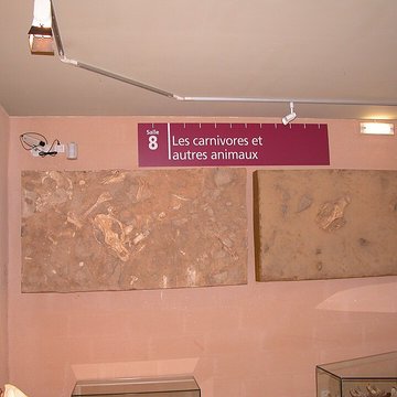 Musée de Tautavel : Centre européen de la Préhistoire