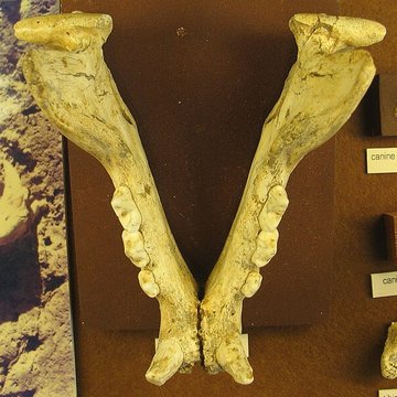 Musée de Tautavel : Centre européen de la Préhistoire