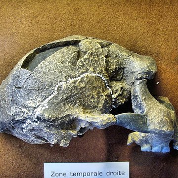 Musée de Tautavel : Centre européen de la Préhistoire