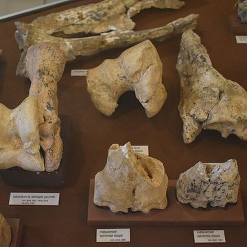 Musée de Tautavel : Centre européen de la Préhistoire