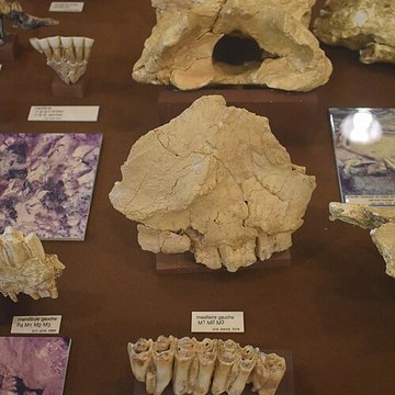 Musée de Tautavel : Centre européen de la Préhistoire