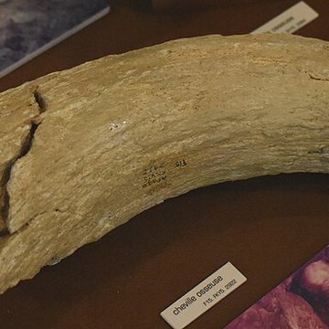 Musée de Tautavel : Centre européen de la Préhistoire