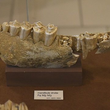 Musée de Tautavel : Centre européen de la Préhistoire