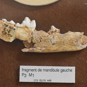 Musée de Tautavel : Centre européen de la Préhistoire