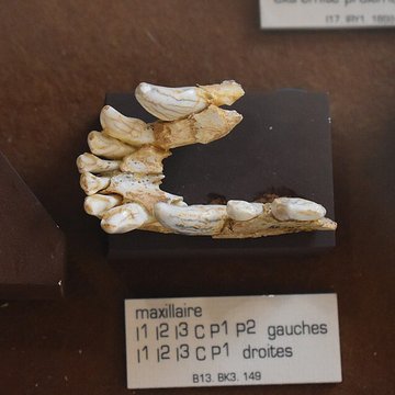 Musée de Tautavel : Centre européen de la Préhistoire