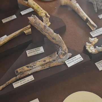 Musée de Tautavel : Centre européen de la Préhistoire