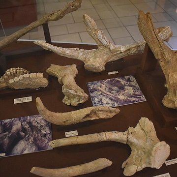 Musée de Tautavel : Centre européen de la Préhistoire