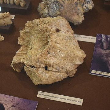 Musée de Tautavel : Centre européen de la Préhistoire