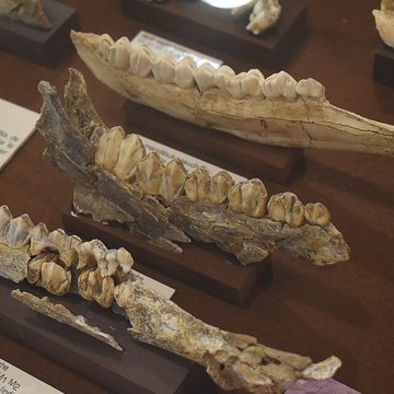 Musée de Tautavel : Centre européen de la Préhistoire