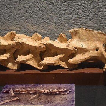 Musée de Tautavel : Centre européen de la Préhistoire