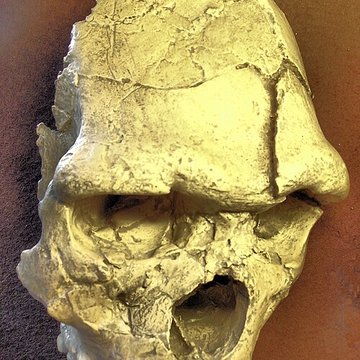 Musée de Tautavel : Centre européen de la Préhistoire