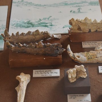 Musée de Tautavel : Centre européen de la Préhistoire