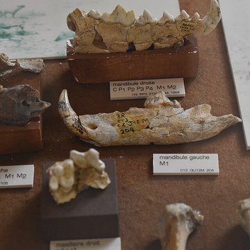 Musée de Tautavel : Centre européen de la Préhistoire