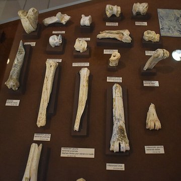 Musée de Tautavel : Centre européen de la Préhistoire