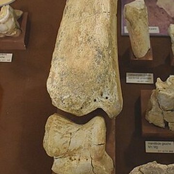 Musée de Tautavel : Centre européen de la Préhistoire