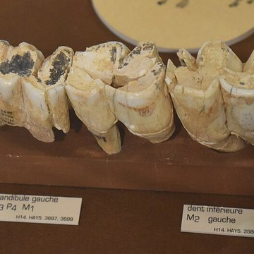 Musée de Tautavel : Centre européen de la Préhistoire