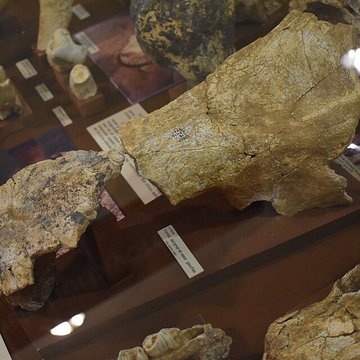 Musée de Tautavel : Centre européen de la Préhistoire