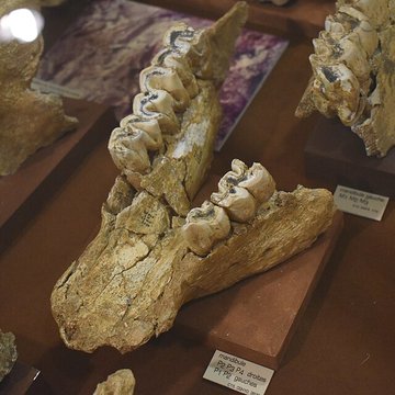 Musée de Tautavel : Centre européen de la Préhistoire