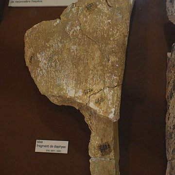 Musée de Tautavel : Centre européen de la Préhistoire