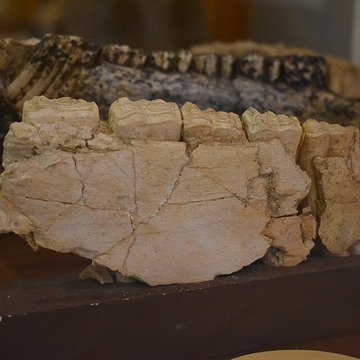 Musée de Tautavel : Centre européen de la Préhistoire