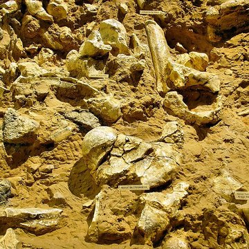 Musée de Tautavel : Centre européen de la Préhistoire