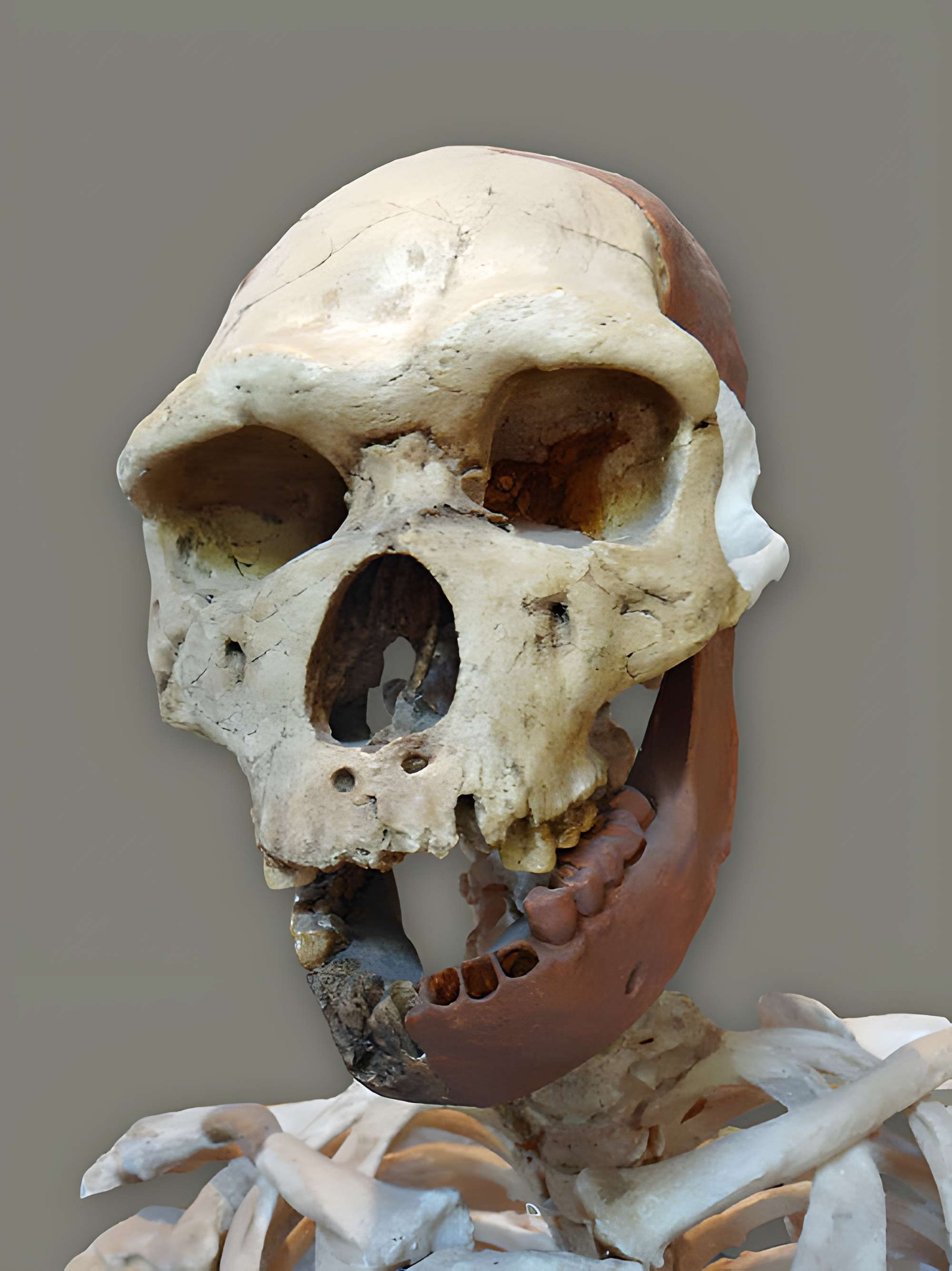 Musée de Tautavel : Centre européen de la Préhistoire