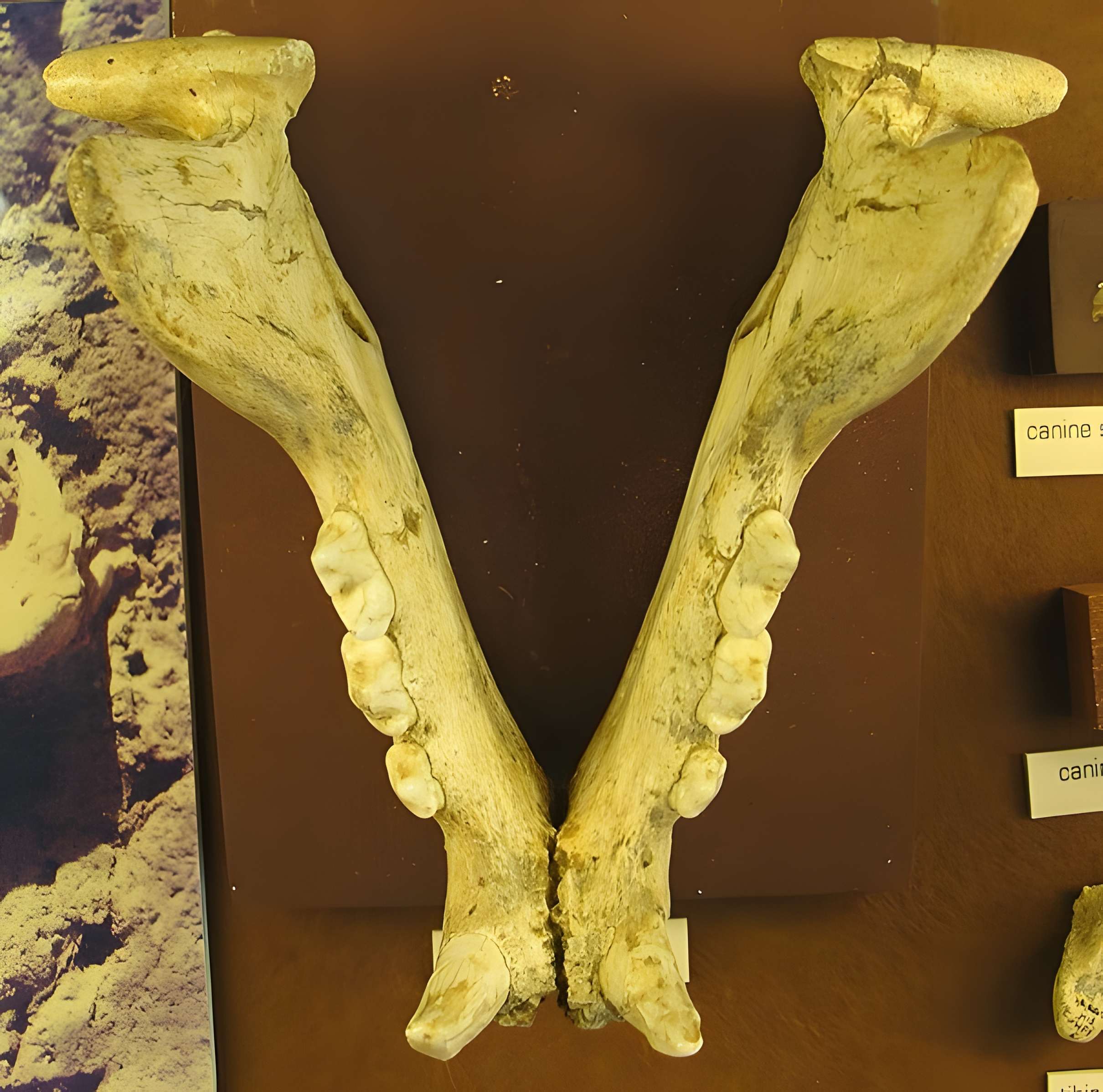 Musée de Tautavel : Centre européen de la Préhistoire