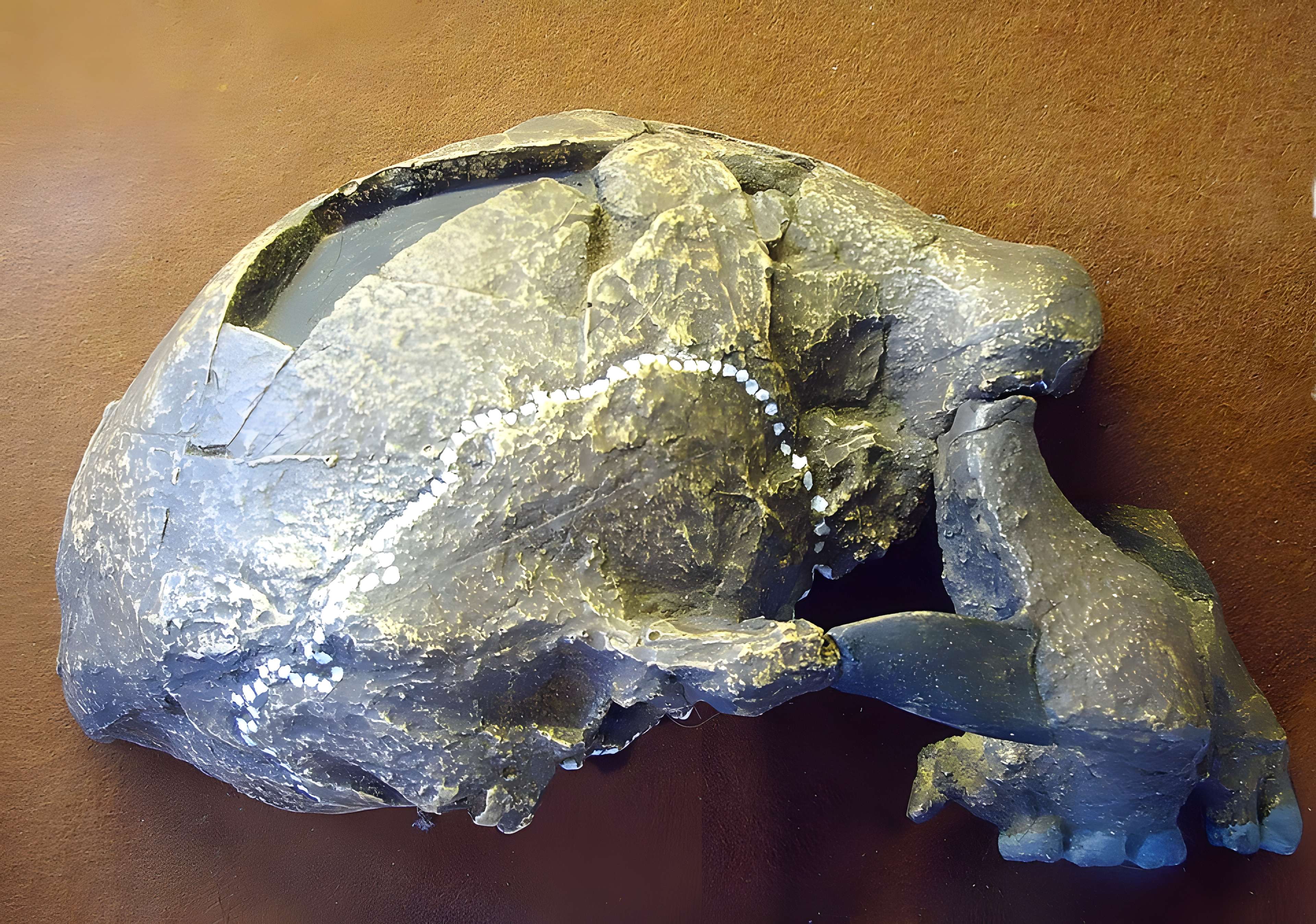 Musée de Tautavel : Centre européen de la Préhistoire