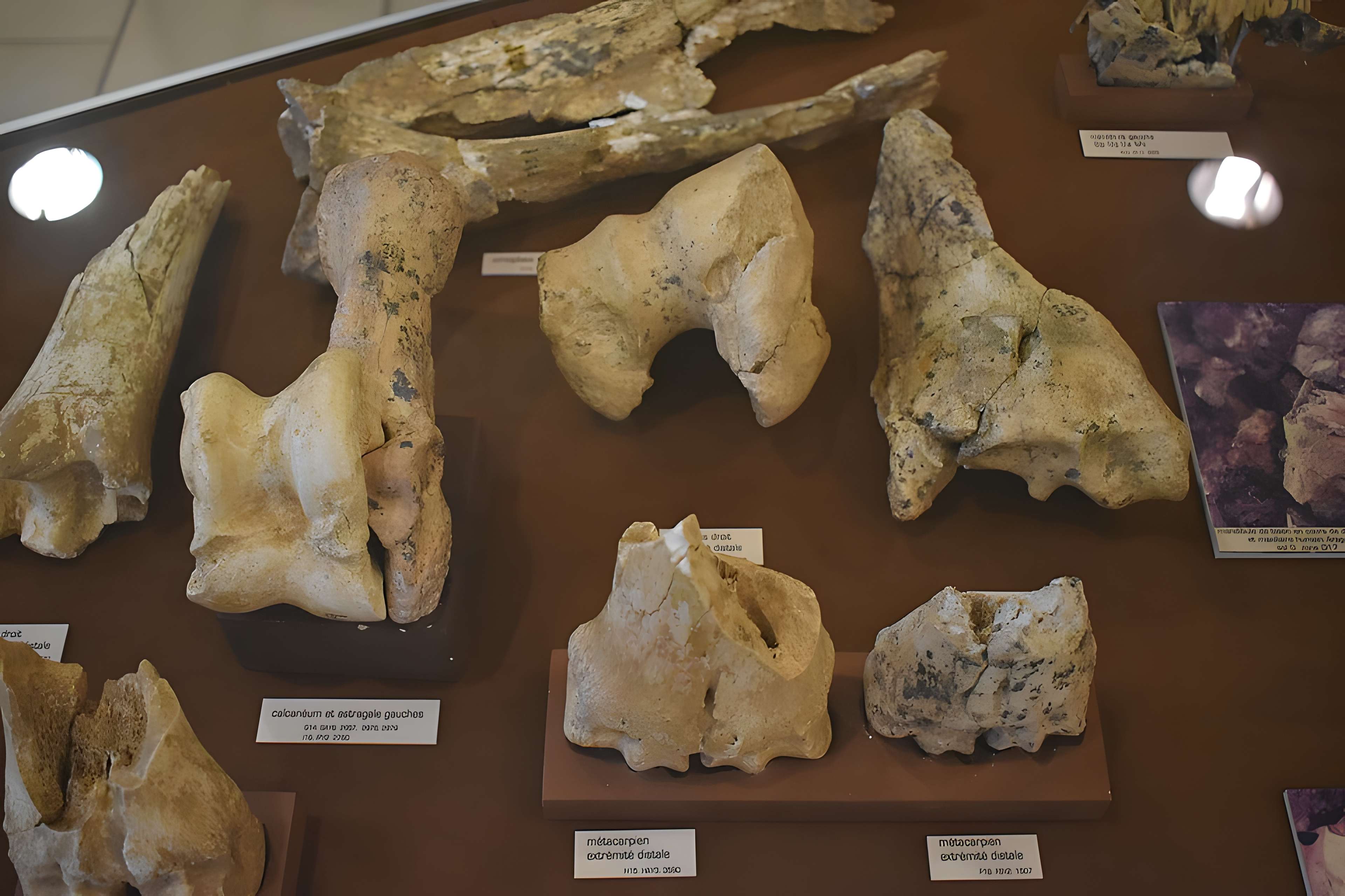 Musée de Tautavel : Centre européen de la Préhistoire