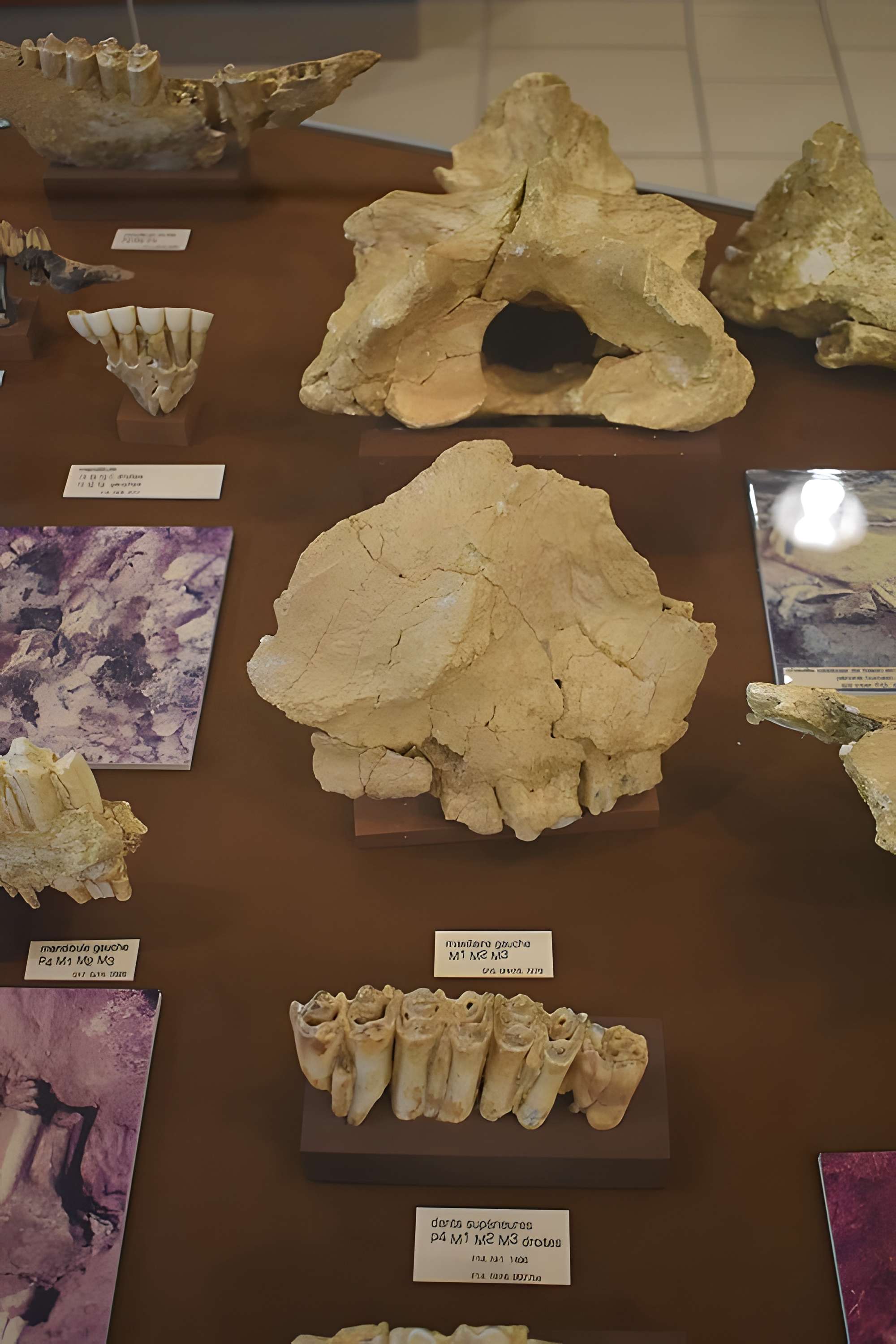 Musée de Tautavel : Centre européen de la Préhistoire