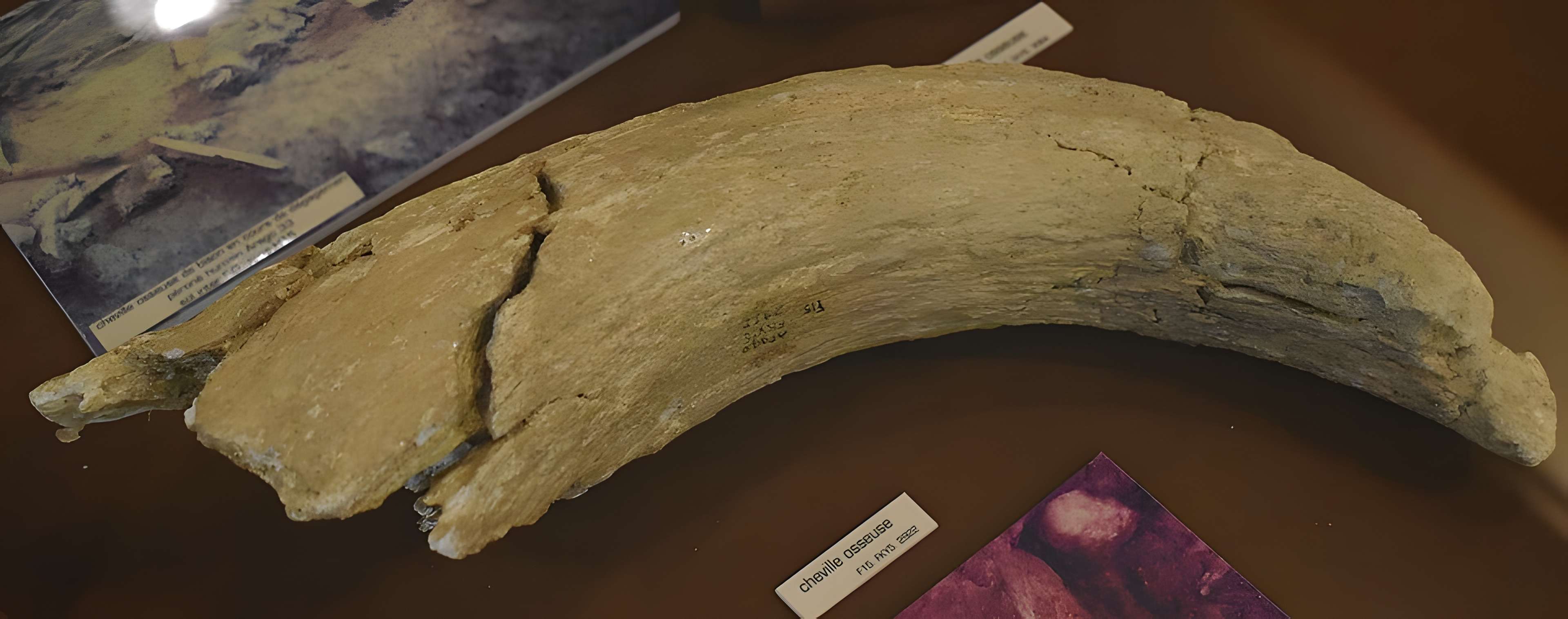 Musée de Tautavel : Centre européen de la Préhistoire