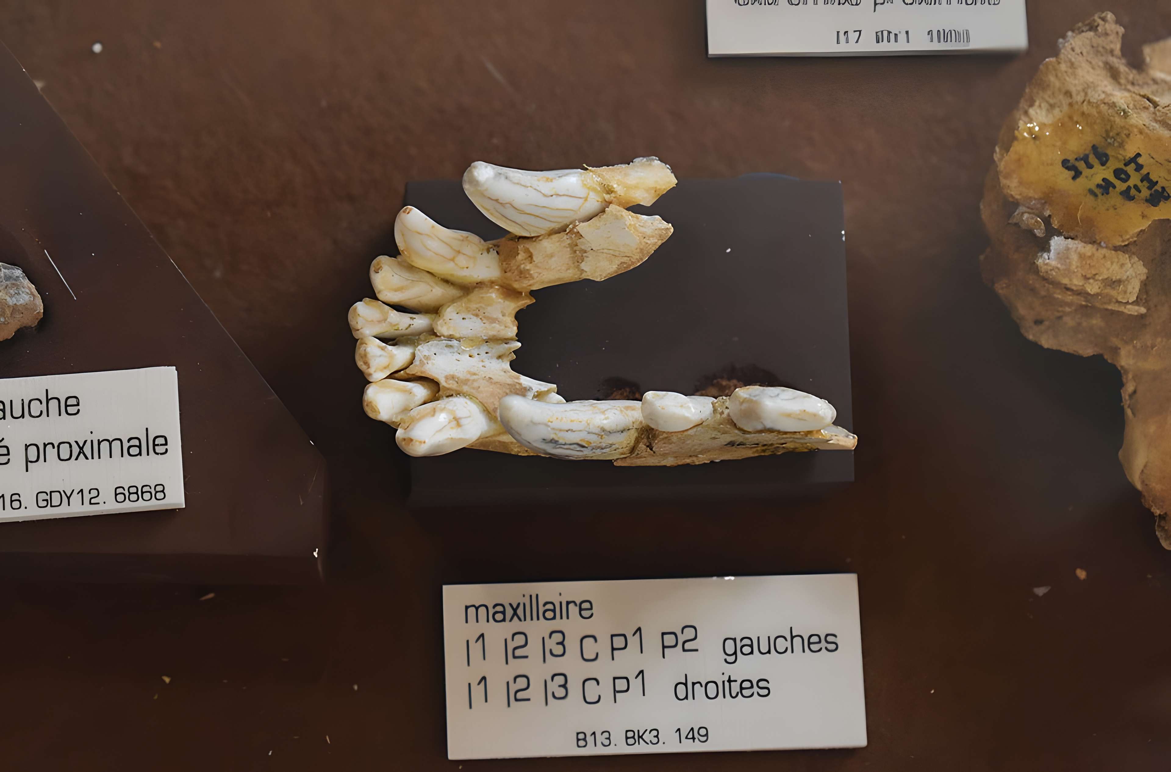 Musée de Tautavel : Centre européen de la Préhistoire