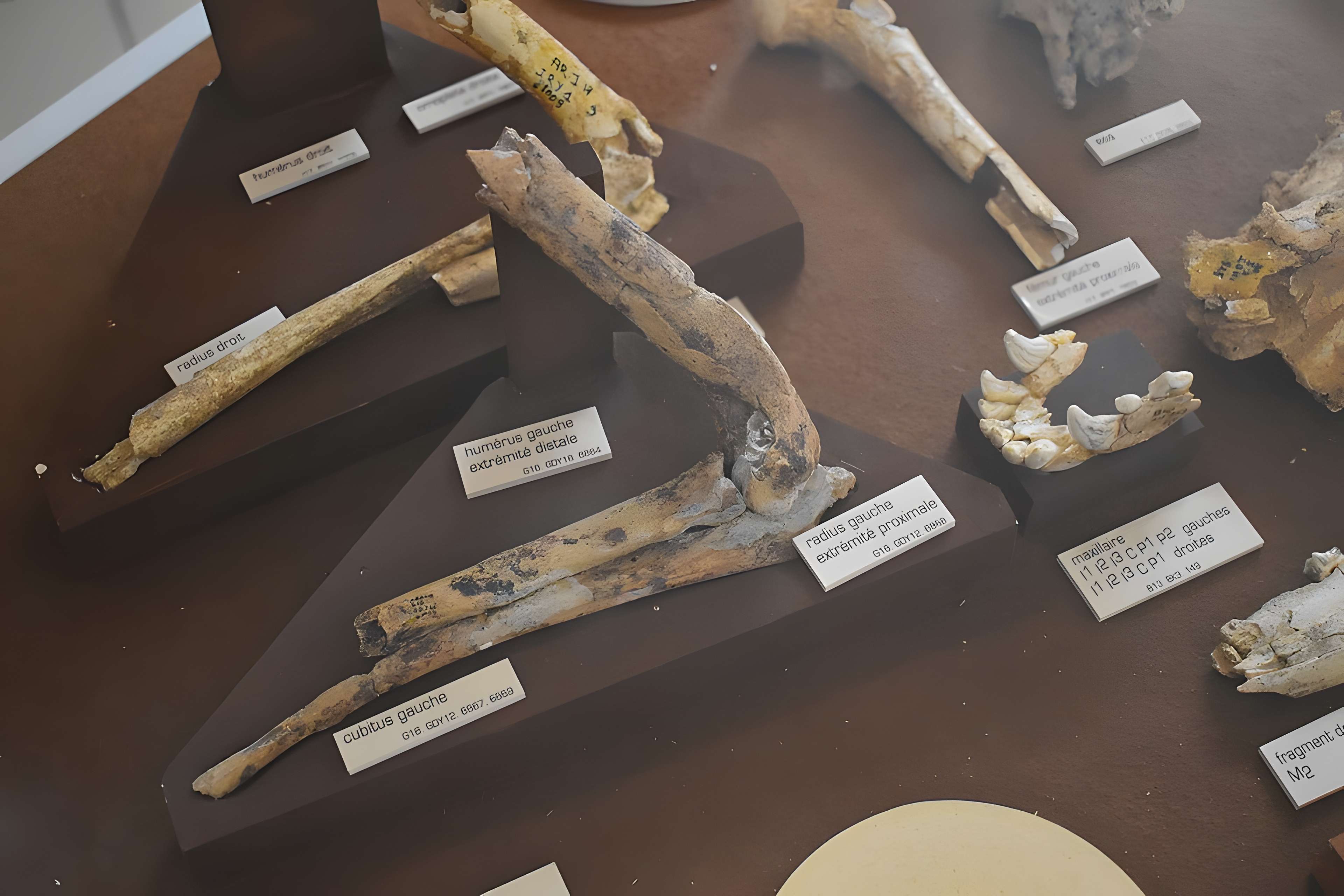 Musée de Tautavel : Centre européen de la Préhistoire