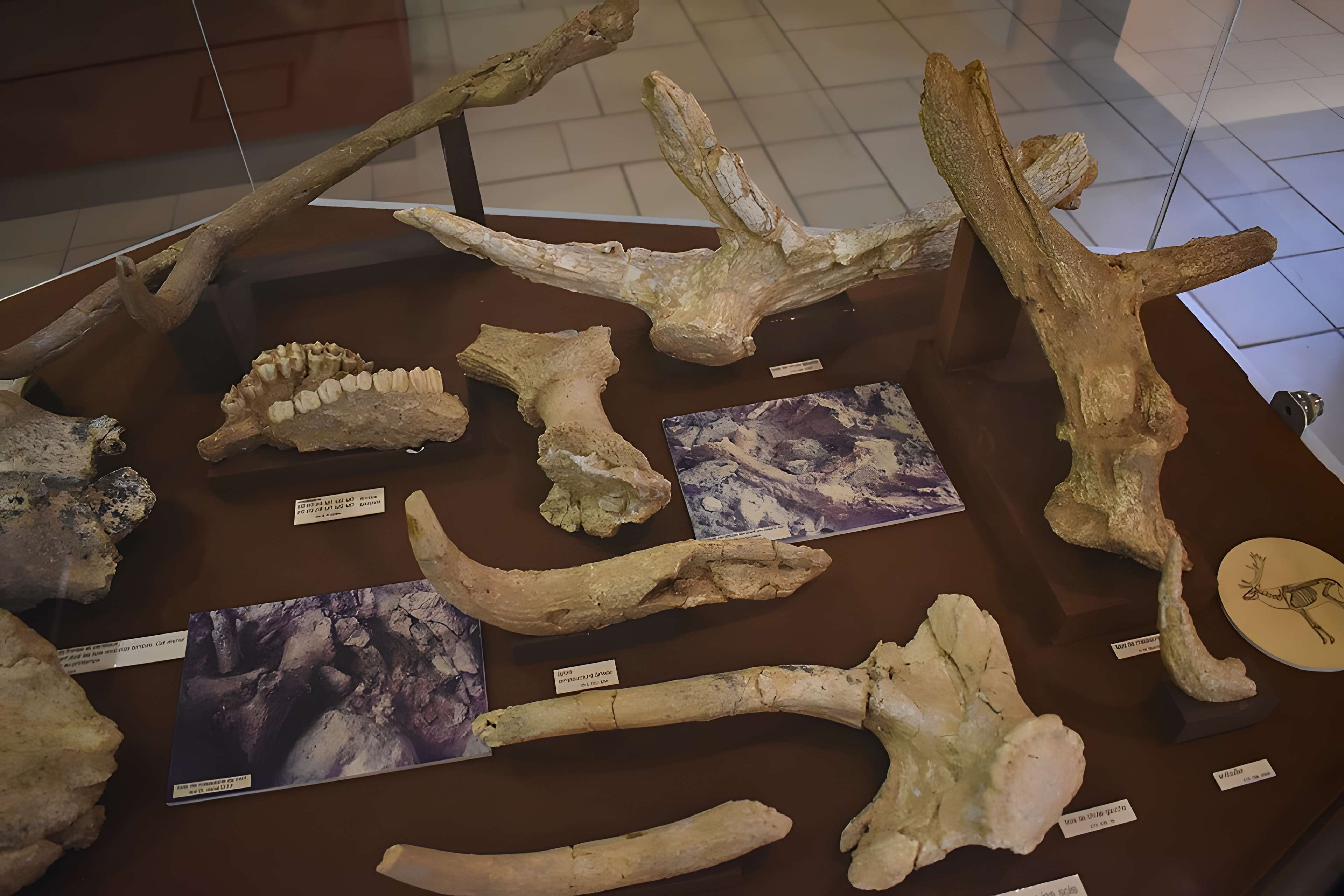 Musée de Tautavel : Centre européen de la Préhistoire