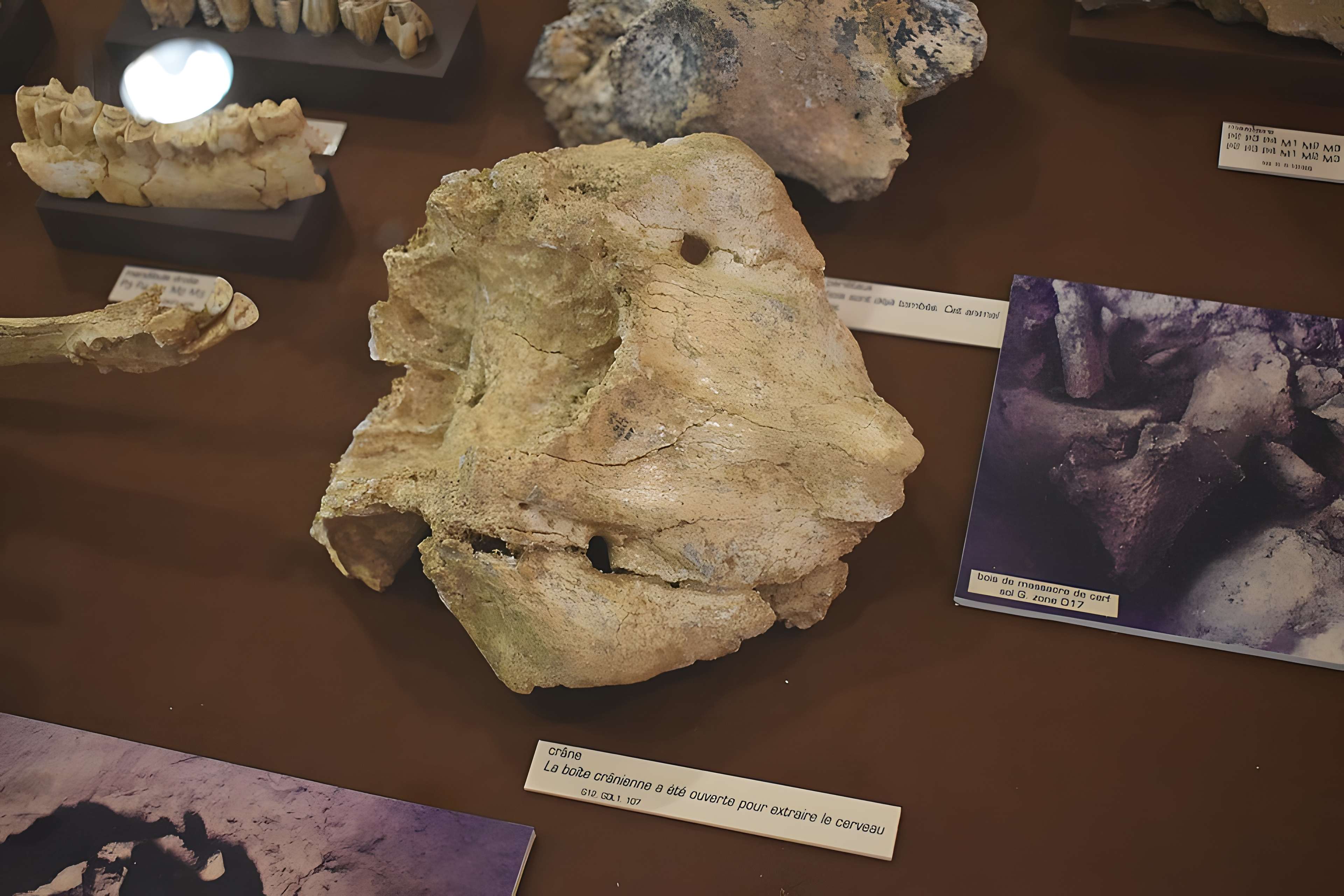 Musée de Tautavel : Centre européen de la Préhistoire