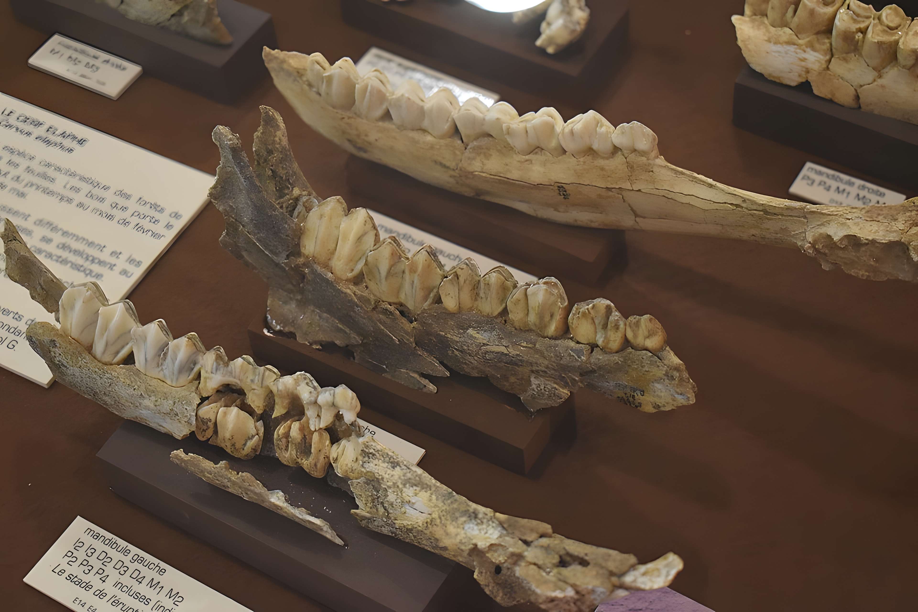 Musée de Tautavel : Centre européen de la Préhistoire