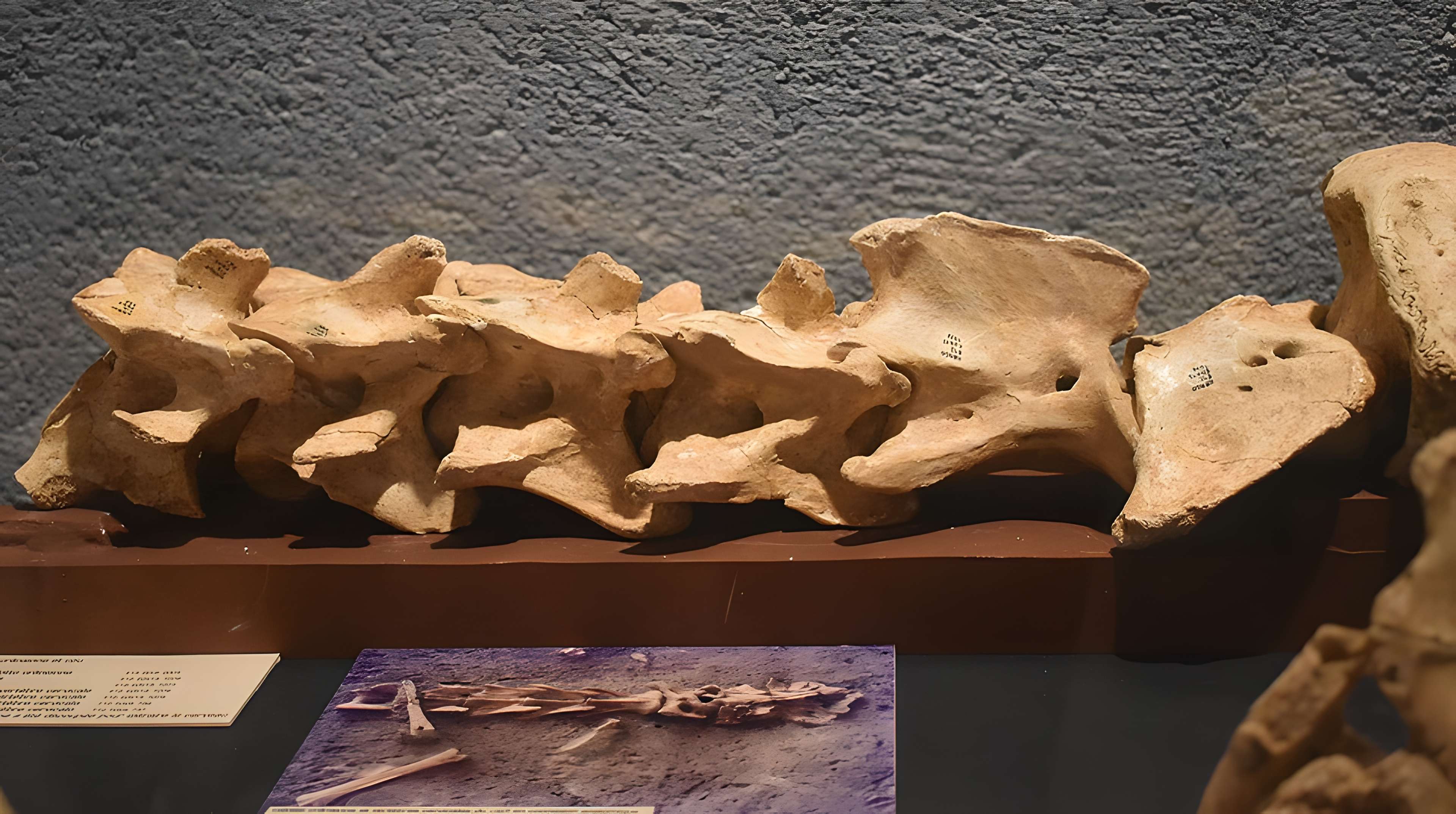 Musée de Tautavel : Centre européen de la Préhistoire