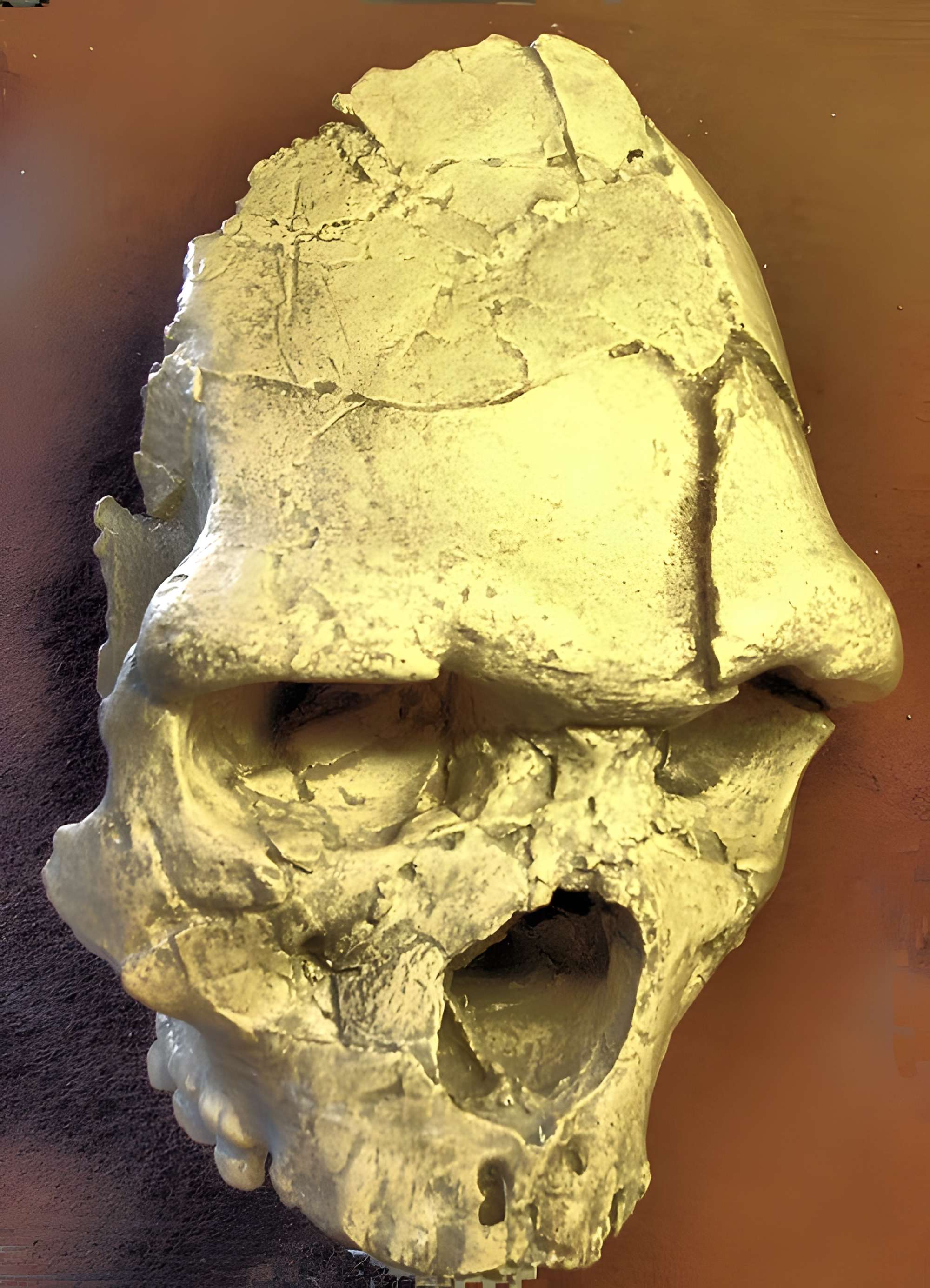 Musée de Tautavel : Centre européen de la Préhistoire