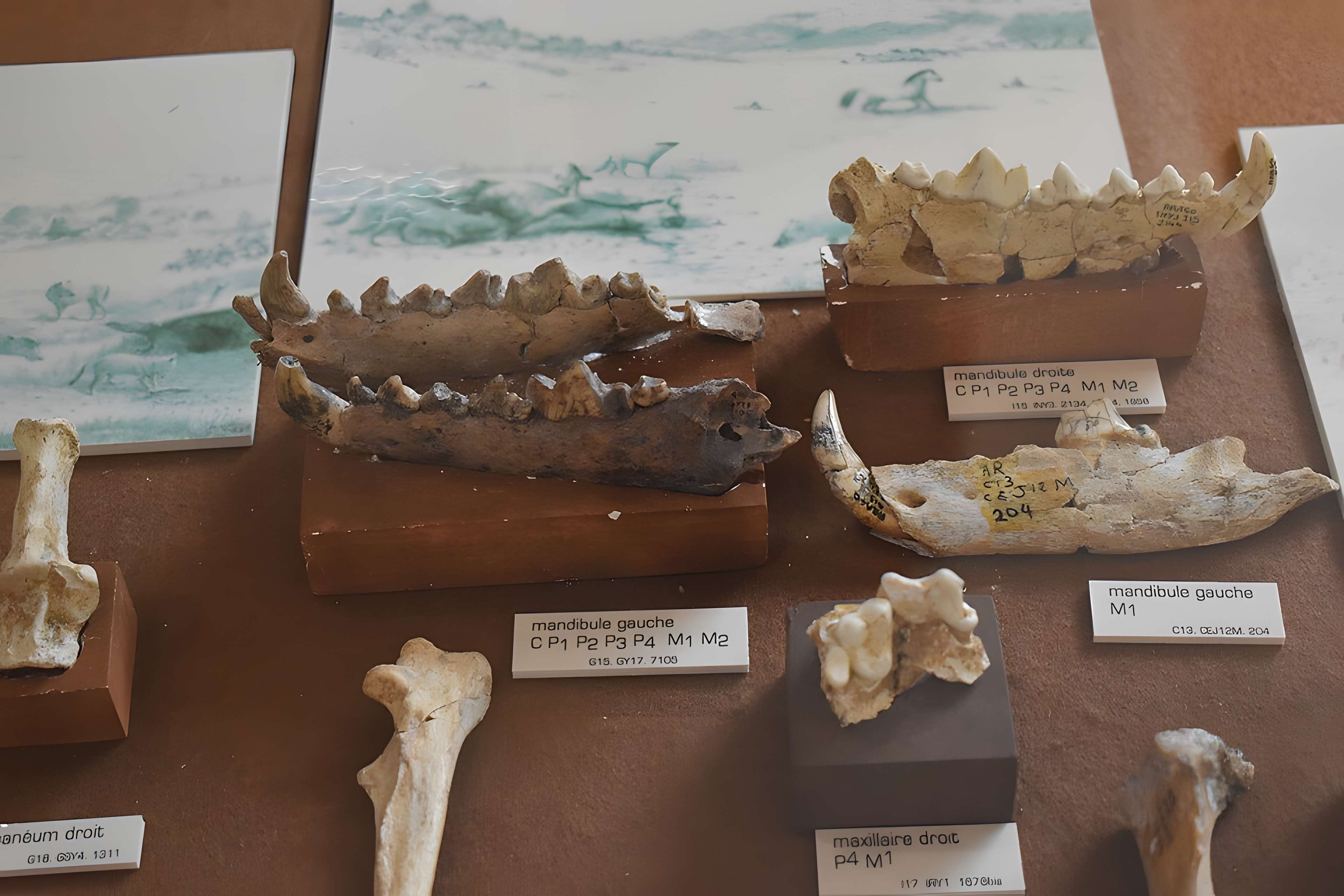 Musée de Tautavel : Centre européen de la Préhistoire